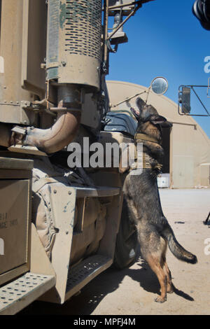 Diana, un chien de travail militaire (MWD) avec la Direction des services d'urgence, Groupe de soutien de secteur - Koweït, recherche une aide à la formation au cours d'une démonstration de capacités MWD au Camp Arifjan, au Koweït, le 21 mars 2000, 7, 2017. (U.S. Photo de l'armée par le sergent. Dalton Smith) Banque D'Images