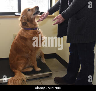 Ally, un Golden Retriever, reçoit une collation après la pesée à l'installation de traitement vétérinaire, le 7 mars 2017 à Fairchild Air Force Base, dans l'état pendant les visites, animaux domestiques peuvent avoir leurs vaccins à jour et d'être testé pour la dirofilariose. (U.S. Air Force photo/Le s.. Samantha Krolikowski) Banque D'Images