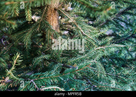 Branches et tronc vert pickly de jeunes arbres d'épinette de plus près Banque D'Images