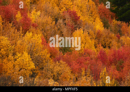 Les arbres d'automne, Arrowtown, près de Queenstown, Otago, île du Sud, Nouvelle-Zélande Banque D'Images