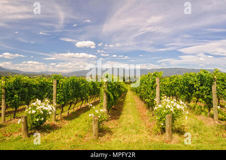 Rangées de vignes dans un vignoble - Vallée de Yarra Yering, Victoria, Australie Banque D'Images