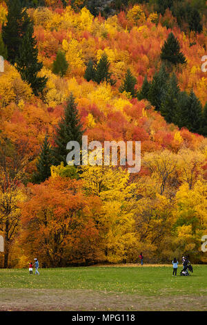 Les arbres d'automne et les touristes sur Wilcox vert, Arrowtown, près de Queenstown, Otago, île du Sud, Nouvelle-Zélande Banque D'Images