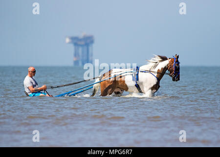 Panier Jockey sur la plage de Southport, Merseyside. 23 mai 2018. Météo britannique. Bernard Perry est remorqué à son jockey panier sulky ou par son bien-aimé 6 ans 'trigger' le long du rivage de la marée montante sur la plage de Southport Merseyside. Un sulky est un panier léger ayant deux roues et un siège pour le conducteur généralement tirés par des chevaux ou des chiens, et est utilisé pour les courses du faisceau. Credit : Cernan Elias/Alamy Live News Banque D'Images