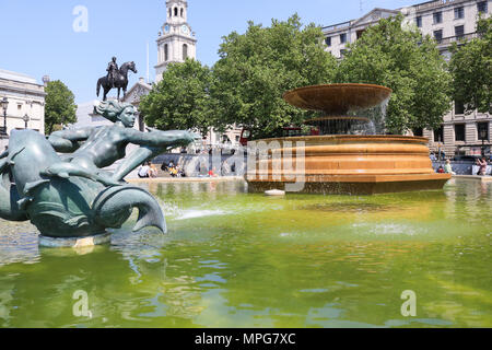 London UK. 23 mai 2018. Trafalgar Square fontaines couvertes en algues vertes sur une journée ensoleillée à Londres : Crédit amer ghazzal/Alamy Live News Banque D'Images