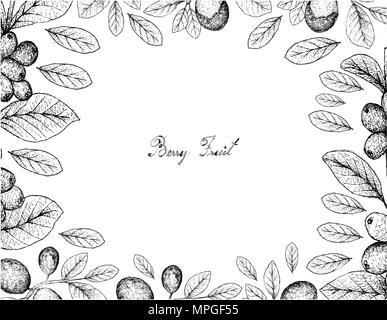 Fruits tropicaux, Illustration cadre de croquis à main Ripe Baies de café ou de Coffea Arabica ou Cocoplum, Paradise, prune ou Abajeru Chrysobalanus Ic Illustration de Vecteur