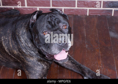 Cane Corso chien portrait couché près du mur Banque D'Images