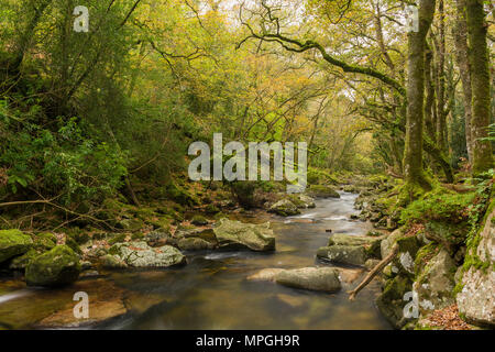 La rivière qui coule s'Dewerstone Plym en bois de l'automne dans le Dartmoor National Park, Devon, Angleterre. Banque D'Images