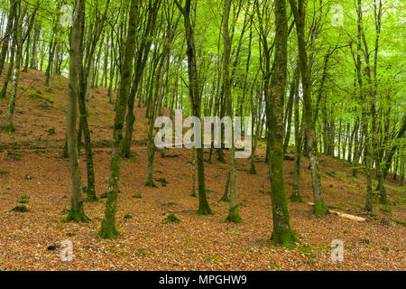 Plage commune dans les arbres en bois Barton Exmoor National Park, Devon, Angleterre. Banque D'Images