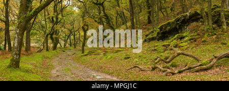 Badgworthy dans le bois Doone Valley à l'automne sur le Devon et le Somerset boarder dans Exmoor National Park, en Angleterre. Banque D'Images