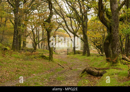 Badgworthy dans le bois Doone Valley à l'automne sur le Devon et le Somerset boarder dans Exmoor National Park, en Angleterre. Banque D'Images