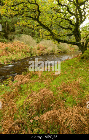 Badgworthy l'eau dans l'Doone Valley à l'automne sur le Devon et le Somerset boarder dans Exmoor National Park, en Angleterre. Banque D'Images