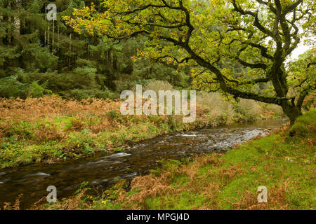 Badgworthy l'eau dans l'Doone Valley à l'automne sur le Devon et le Somerset boarder dans Exmoor National Park, en Angleterre. Banque D'Images