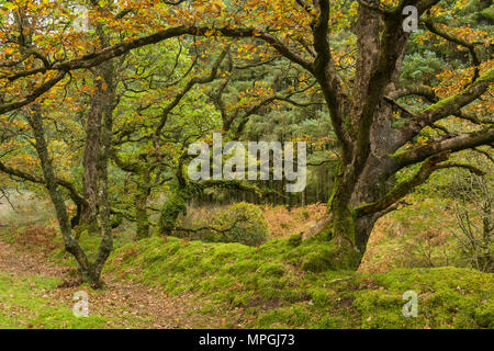 Badgworthy dans le bois Doone Valley à l'automne sur le Devon et le Somerset boarder dans Exmoor National Park, en Angleterre. Banque D'Images