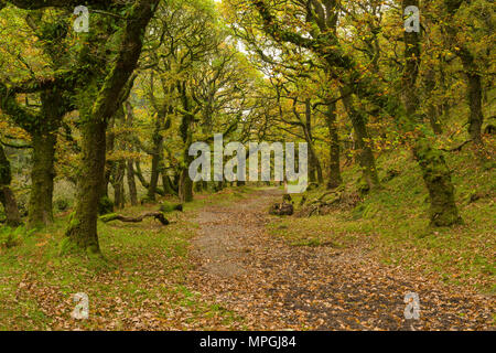 Badgworthy dans le bois Doone Valley à l'automne sur le Devon et le Somerset boarder dans Exmoor National Park, en Angleterre. Banque D'Images