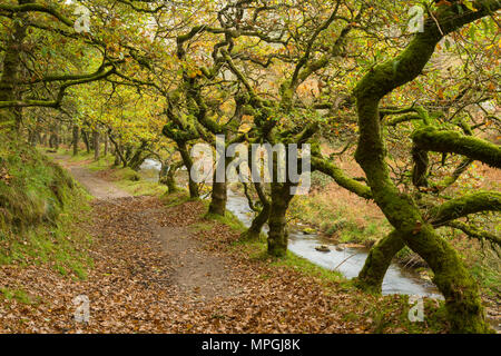 Badgworthy l'eau dans l'Doone Valley à l'automne sur le Devon et le Somerset boarder dans Exmoor National Park, en Angleterre. Banque D'Images