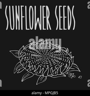 Isoler ou de tournesol helianthus comme la craie sur tableau noir. Close up clipart dans tableau style. L'icône de la main Illustration de Vecteur