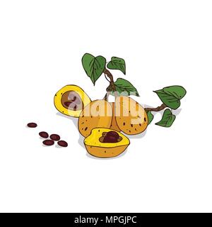 Clipart isolé de marula végétales sur fond blanc. Dessin botanique herbe de Sclerocarya birrea avec feuilles, graines et fruits Illustration de Vecteur