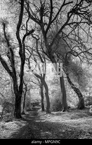 La forêt dans l'infrarouge. Court Hill, Clevedon, North Somerset, Angleterre. Banque D'Images