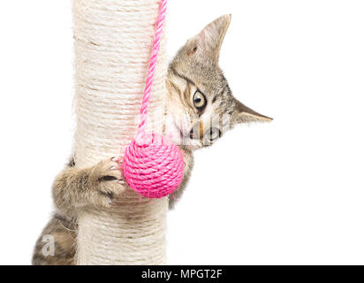 Petit Chat jouant avec une balle rose et isolé sur fond blanc Banque D'Images