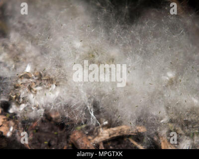 Chaton blanc printemps fleurs de coton fluff marbre wisp close up la texture ; Essex ; Angleterre ; uk Banque D'Images