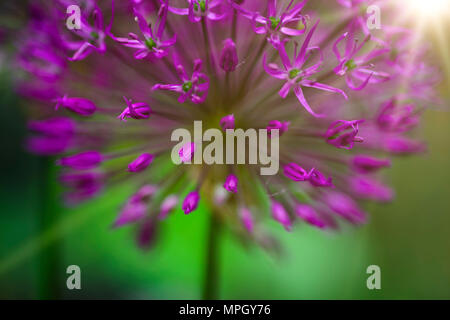 Boucle décorative en fleurs printemps Allium albopilosum , close up Banque D'Images