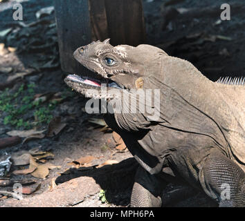 Iguane rhinocéros libre, vivant dans un environnement protégé. Monkey Jungle, près de Miami, Floride. Son museau cornu lui donne son nom de rhinocéros. Banque D'Images