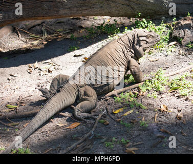 Corps complet de l'Iguane rhinocéros en danger, vivant dans l'environnement protégé de Monkey Jungle, dans la banlieue de Miami, en Floride. Banque D'Images