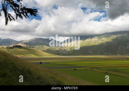 La floraison de Castelluccio di Norcia, village du district de Pérouse, Ombrie, Italie Banque D'Images