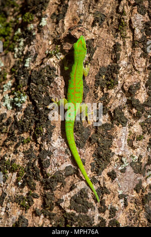 Seychelles petit gecko Phelsuma astriata (jour) assis sur un arbre sur Praslin, Seychelles. Banque D'Images