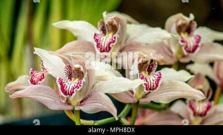 Blanc et rose orchidée cymbidium hybride avec focus sélectif, Voile orchidée fleur à une serre dans l'Est de l'himalaya Banque D'Images