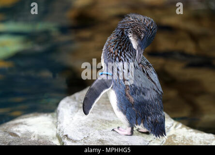 Un conte de penguin, également connu comme un petit pingouin bleu, dans son nouvel enclos au Sea Life de Weymouth le Parc Aventure dans le Dorset, avant son ouverture au public le 26 mai. Banque D'Images