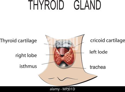 Illustration de l'anatomie de la glande thyroïde Illustration de Vecteur