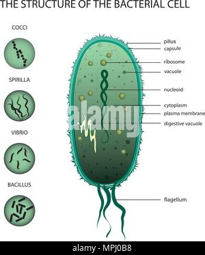 ILLUSTRATION DE LA STRUCTURE DE LA CELLULE bactérienne Illustration de Vecteur