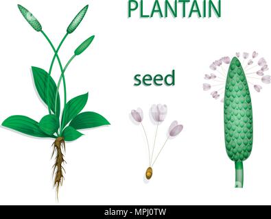 Illustration de plantain, le psyllium. Photo botanique. Le texte sur l'autre couche. Illustration de Vecteur