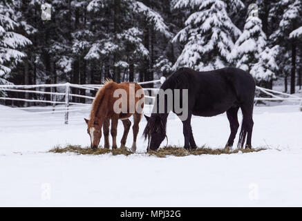 De beaux cheval brun bénéficie d neige et soleil en hiver Banque D'Images