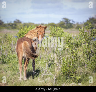 Couleur châtaigne Chincoteague Pony-Equus ferrus caballus à Assateague State Park dans le Maryland, USA Banque D'Images