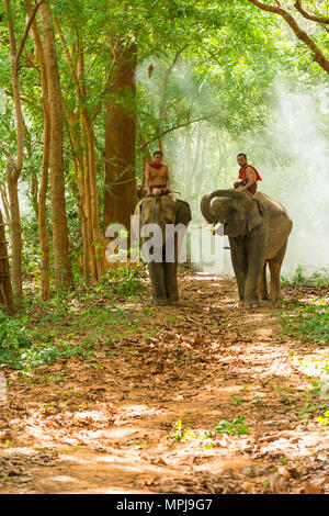 Surin, Thaïlande - 25 juin 2016 : Cornacs éléphants équitation balade dans le passage libre au matin dans la forêt à Surin, Thaïlande Banque D'Images