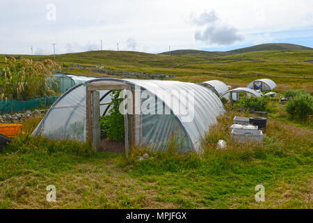 Petite exploitation croft farm avec une variété de poly tunnels et les parcelles avec une variété de plantes et de croissant sous fleece Banque D'Images