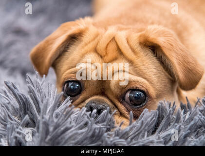 Un mignon chiot pug portant sur un tapis gris Banque D'Images