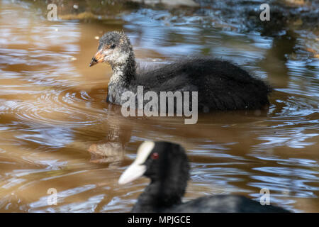 Seul Foulque macroule (Fulica atra) de la natation dans un lac avec son parent Banque D'Images