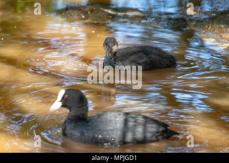 Seul Foulque macroule (Fulica atra) de la natation dans un lac avec son parent Banque D'Images