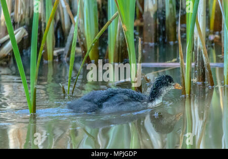 Seul Foulque macroule (Fulica atra) de la natation dans un lac Banque D'Images