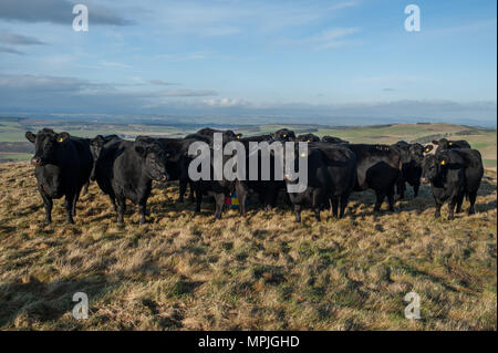 Aberdeen Angus vaches sur une colline dans la région des Scottish Borders, près de St Cuthberts façon. Banque D'Images