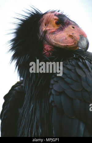 CONDOR de Californie (GYMNOGYPS CALIFORNIANUS) ESPÈCES EN VOIE DE DISPARITION ADULTES San Diego Wild Animal Park, SAN DIEGO, Californie Banque D'Images