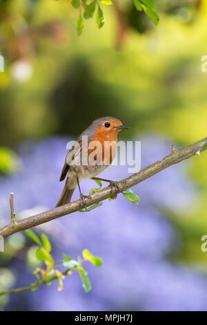 Erithacus rubecula aux abords. Robin sur une tige de rose dans un jardin anglais Banque D'Images