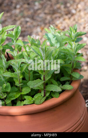 Mentha spicata. La menthe verte poussant dans une plante en pot. UK Banque D'Images