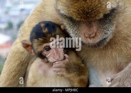 Les singes de Barbarie du rocher de Gibraltar. La population de Macaques de Barbarie à Gibraltar est le seul singe sauvage dans la population du continent européen. Banque D'Images