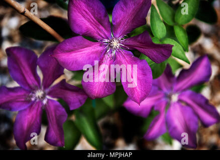 Clematic Mme N Thompson poussant dans un jardin de campagne anglaise traditionnelle à Thaxted Essex England UK en mai. Banque D'Images