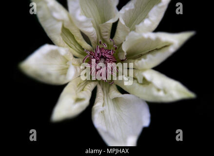 Clematis Fuyo-No-Tabi poussant dans un jardin de campagne anglaise traditionnelle à Thaxted Essex England UK en mai. Banque D'Images