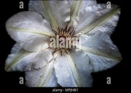 Clematis Fuyo-No-Tabi poussant dans un jardin de campagne anglaise traditionnelle à Thaxted Essex England UK en mai. Banque D'Images